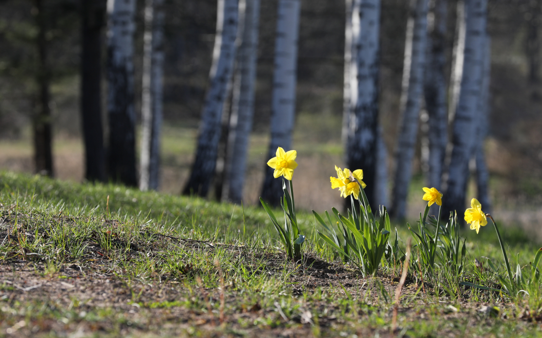 Pavasaris. Narcises lauku ainavā.