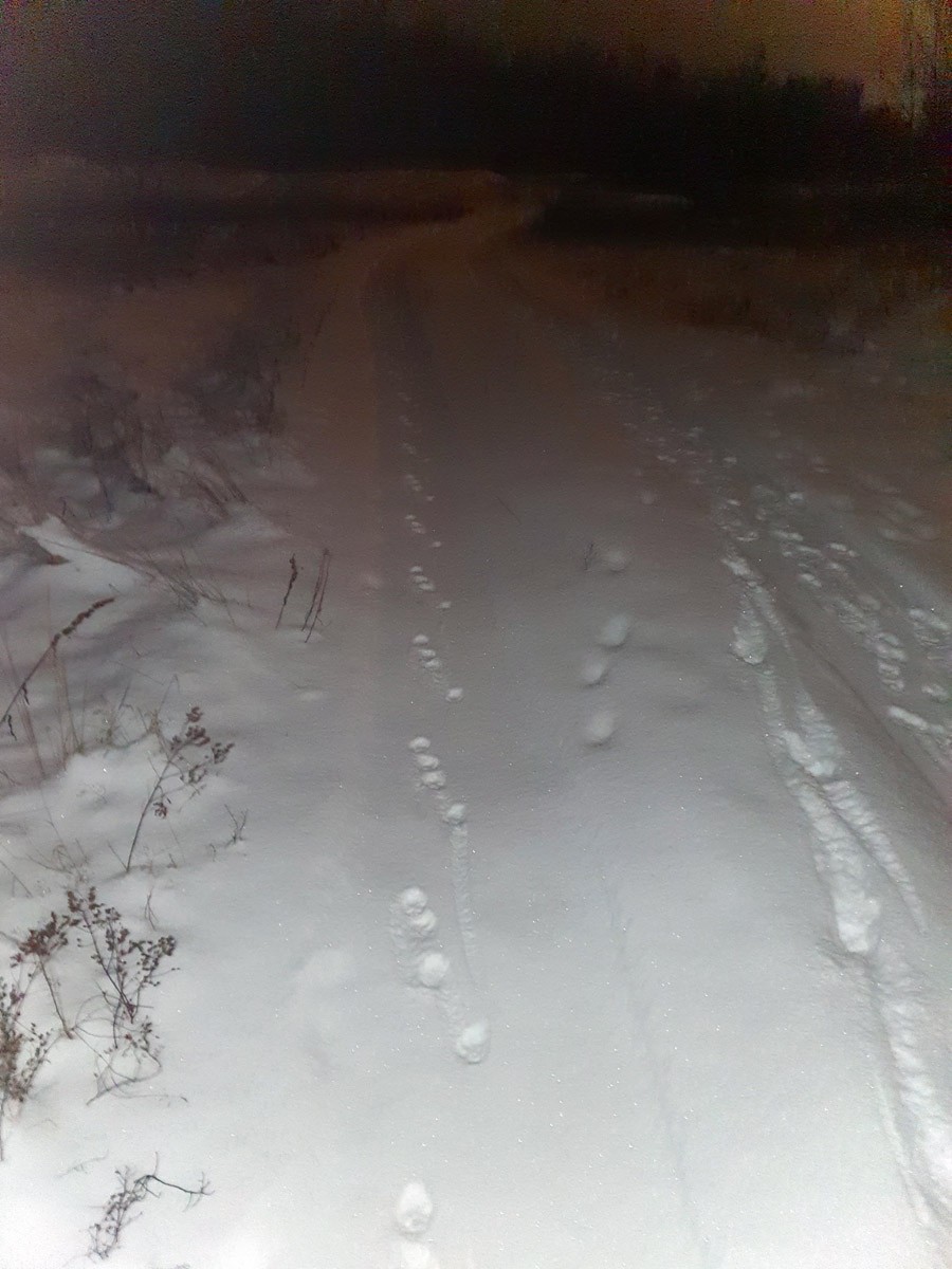 Šāds ir lapsas pēdu raksts, kad tā iet vieglā aulītī.