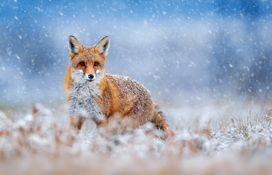 Lapsas ir ļoti gudras un vērīgas. Ir jābūt piesardzīgākam un atjautīgākam, lai to nomedītu.