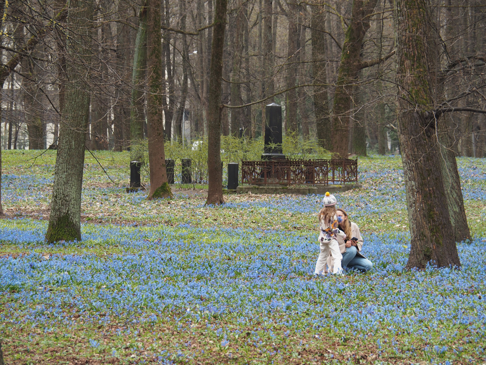 Rīgas Lielajos kapos
pavasaris atnāk ar savu vienkāršo, dabisko rotu – zilziedītēm.