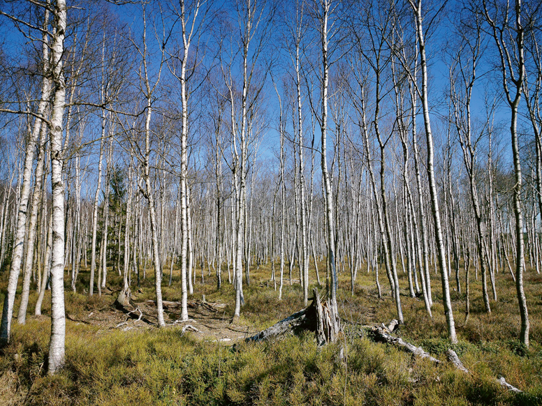 Kūdras ieguves vieta.