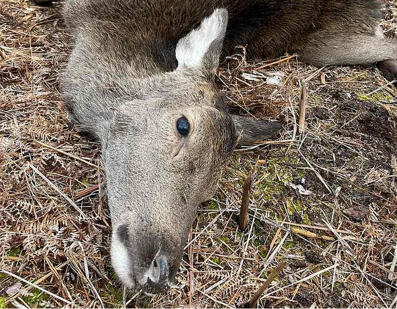 2023./2024. gada sezonā tika nomedīti gandrīz 25 tūkstoši staltbriežu, nākamajā sezonā jau ap 29,5 tūkstošiem, bet šajā sezonā skaits tuvojas 30 tūkstošiem. Tas nozīmē, ka populācijas samazināšana jau notiek. Taču medību saimniecība nav lielveikals, kur vienā brīdī var "izpirkt" populāciju – tai ir būtiska inerce.