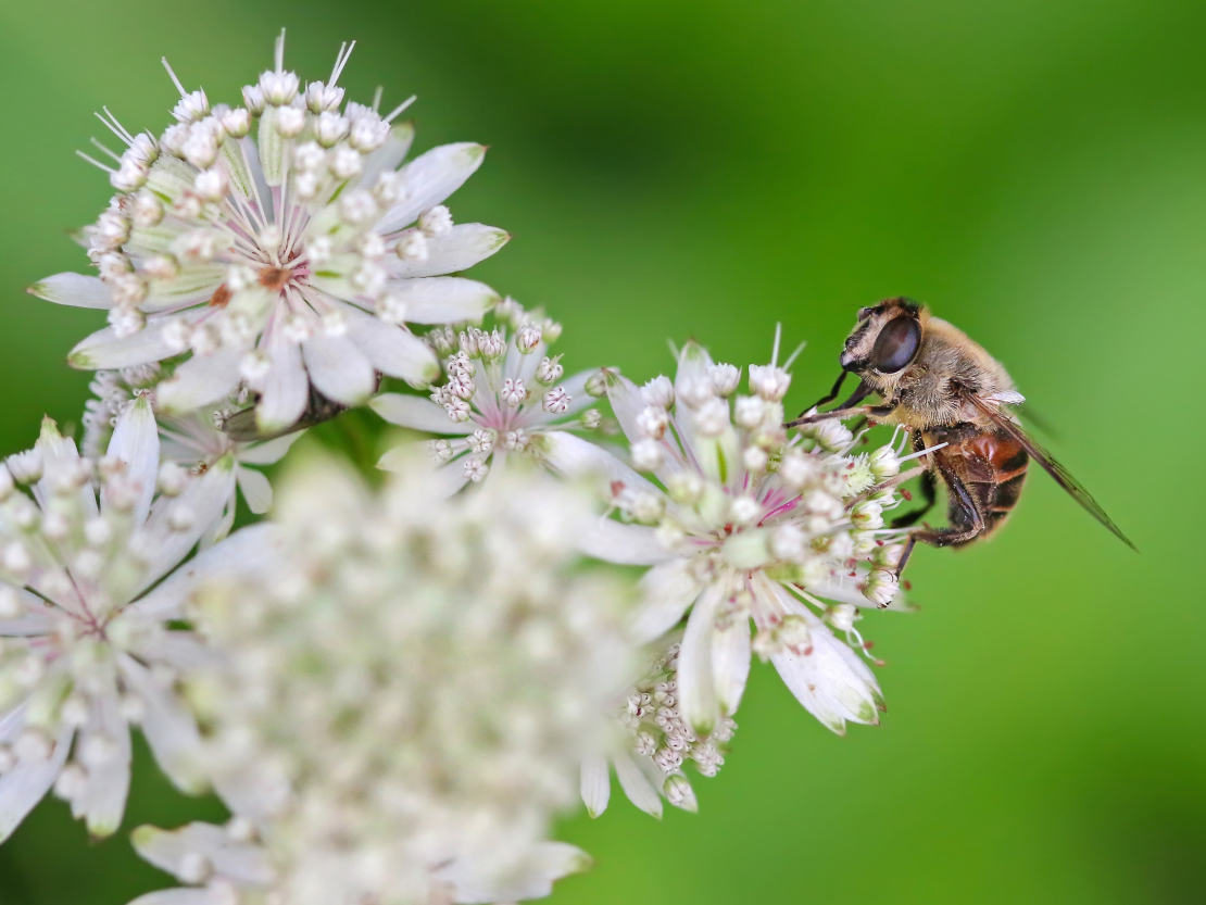 Lielā zvaigznīte ‘Alba’ (Astrantia major ‘Alba’)