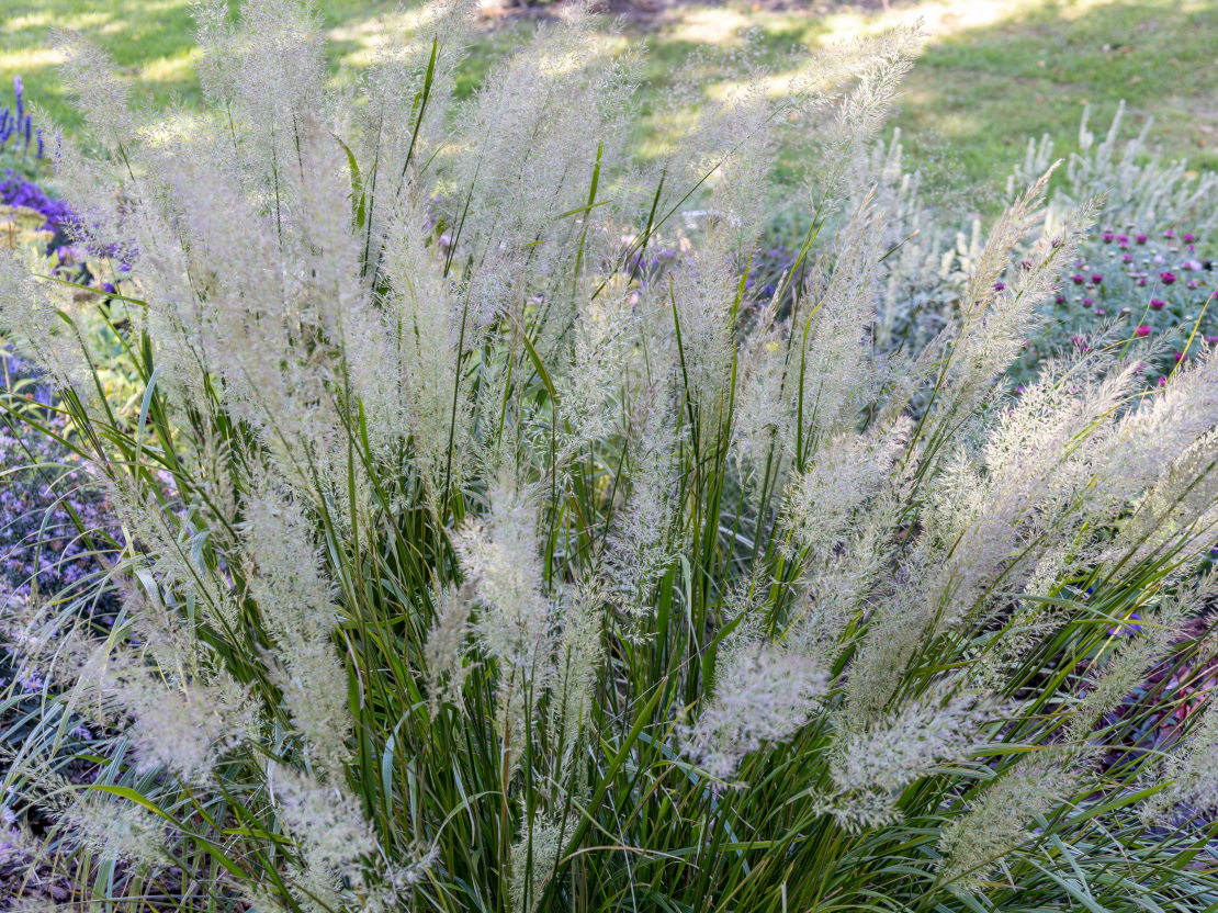 Īsmatiņu ciesa (Calamagrostis brachytricha)