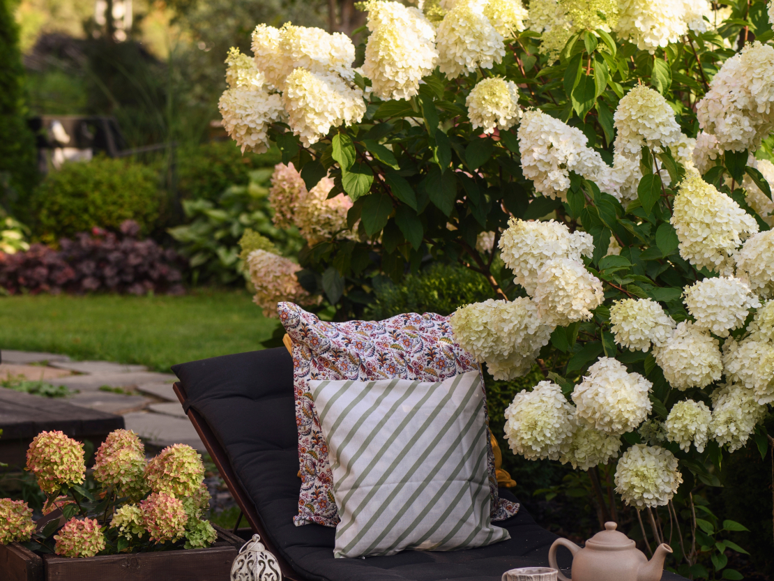 Skarainā hortenzija ‘Polar Bear’ (Hydrangea paniculata ‘Polar Bear’)