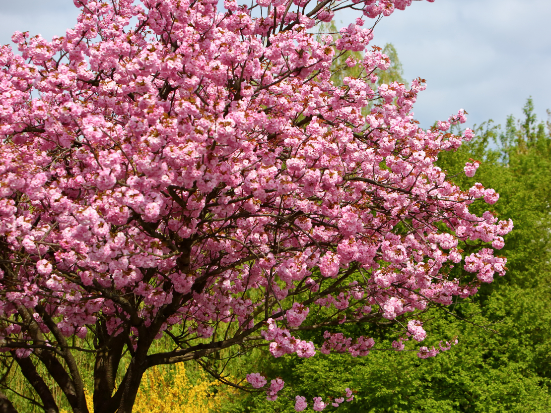 Ābele ‘Ola’ (Malus ‘Ola’)