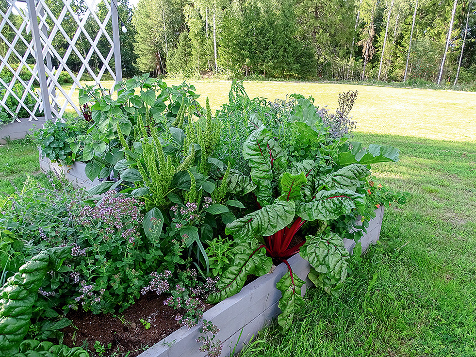 Mangolds augstajā dobē.