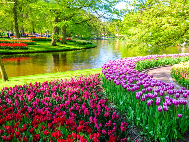 Keukenhofas dārzā.