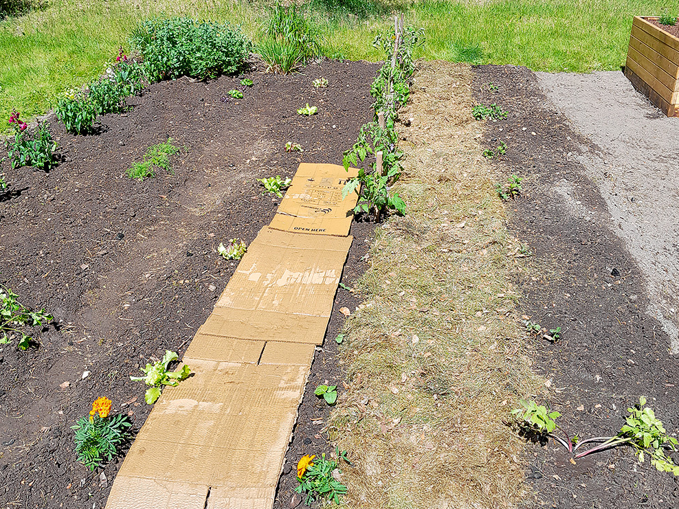 Kartona klāšana dobē, virs tā liekot apžuvušu pļautu mauriņa zāli.