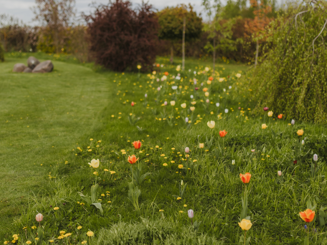 Dabīgā pļava nav vienkārši nepļauts zāliens, tā ir apzināti veidota teritorija.