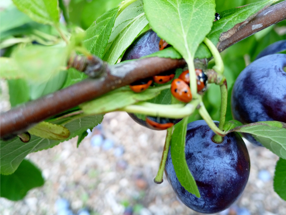 Mārītes lielā skaitā uz plūmes zariem.