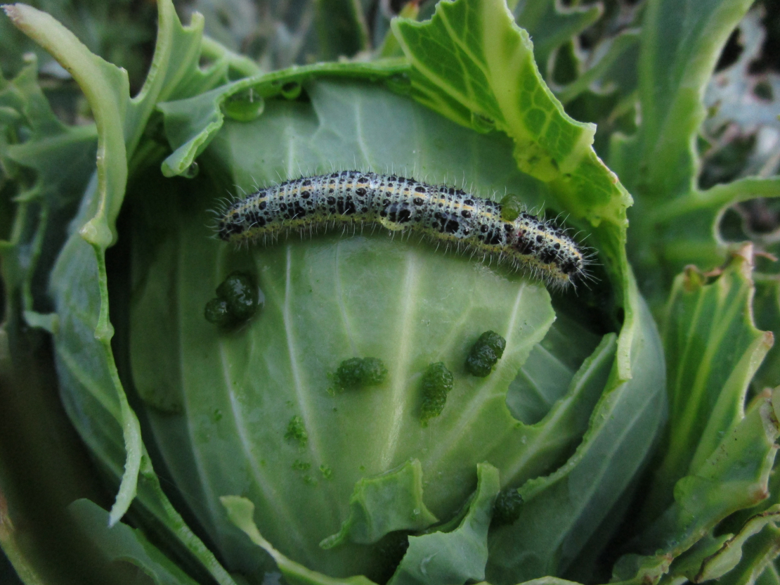 Kāpostu balteņa bojāts galviņkāposts.