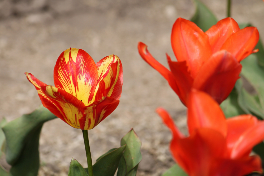 Viens tulpes ziedz ir atšķirīgā krāsā vīrusa izraisītas infekcijas dēļ.