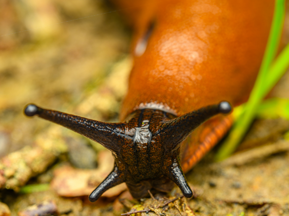 Spānijas kailgliemezis ((Arion vulgaris) ir viena no pēdējo desmitgažu postošākajām invazīvajām sugām Latvijā un Eiropā.