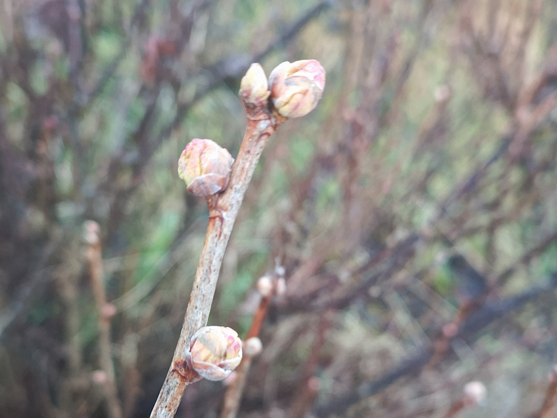 Upeņu pumpuru ērces inficētie pumpuri ir piebrieduši un tie ir jānoņem, pirms ērces izlien ārā no pumpura.