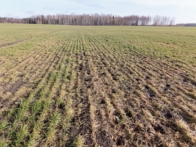 Pirmā pavasara slimība – sniega pelējums – aprīlī būs jau aizmirsusies – vai nu augi gājuši bojā, vai arī atmirušo lapu slānim sprauksies cauri dzīvotgriboši asni.