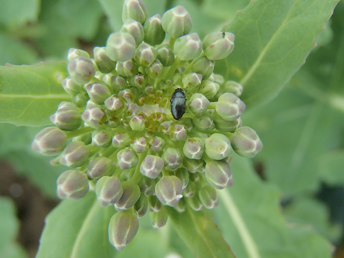 Lai konstatētu pirmo krustziežu spīduļa parādīšanos un tā intensitāti, rapša sējumos var izvietot dzeltenos līmes vairogus vai dzeltenos Moerikes traukus ar ūdeni, tam pievienojot pilienu trauku mazgājamā līdzekļa kā virsmas aktīvo vielu.