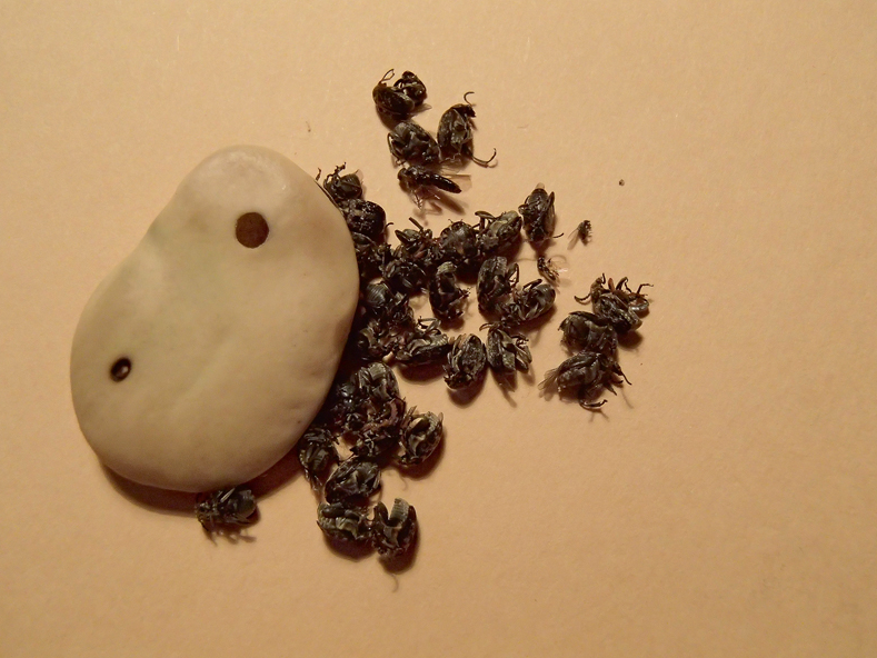 Pupu sēklgrauzim nonākt jaunajā pavasara sējumā gandrīz vienmēr palīdzīgu roku sniedzis pats saimnieks – gan sējot pārāk tuvu pērnā gada laukam, kur bijušas pupas, gan izmantojot sēklas materiālu ar labi redzamiem pelēkiem aplīšiem, no kuriem uz lauka izlido vaboles.