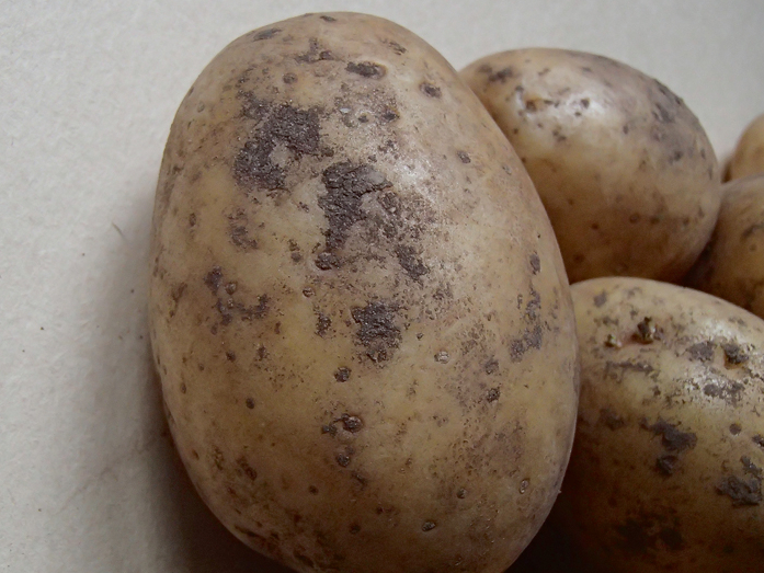 Iestādot ar melno kraupi klātus bumbuļus, sevišķi nelabvēlīgos augšanas apstākļos (neiesilušas, aukstas un pārlieku dziļas vagas), var iegūt retāk sadīgušu kartupeļu lauku, jo dīgstam no sēklas bumbuļa līdz augsnes virskārtai attīstīsies asnu nekroze jeb dīgstu puve.