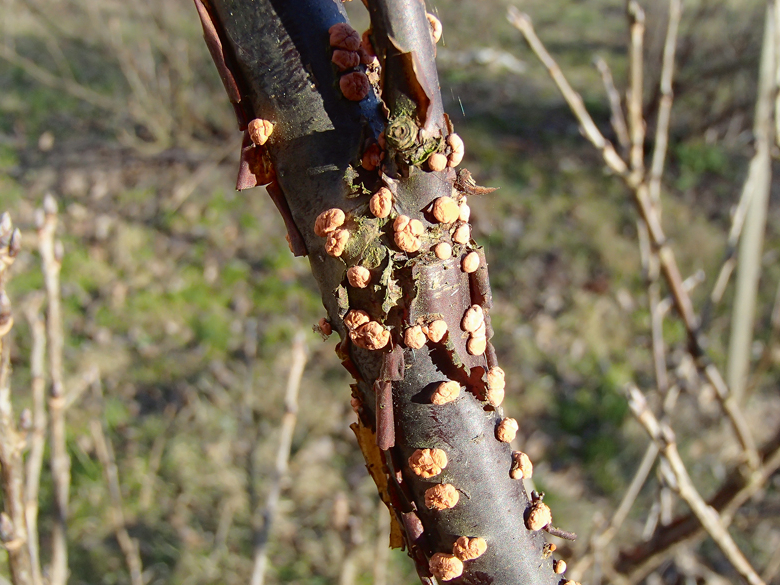Pavasarī noteikti jālikvidē krūmogulājos redzamie ar sarkankārpu vēzi slimie zari, jo tie ir aizgājuši bojā.