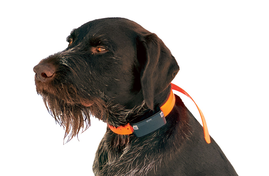 Garmin Alpha LTE lielam sunim.