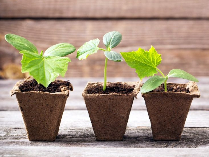 Kūdras podiņi stādiem.