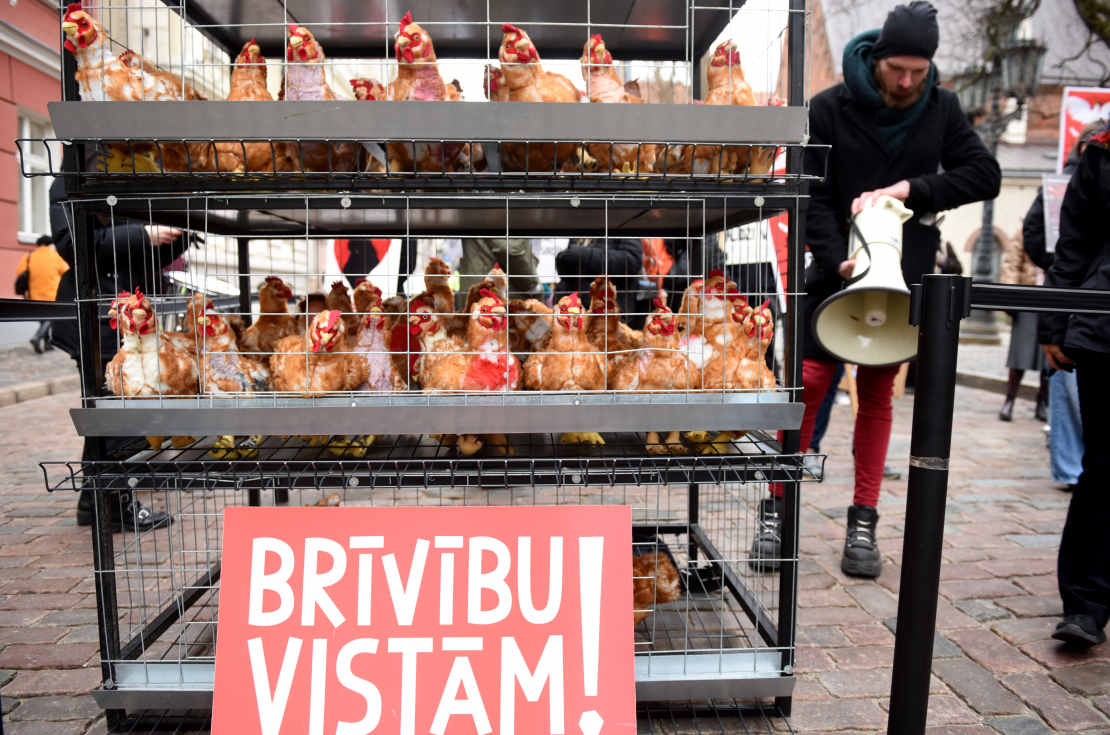 Pie Saeimas dzīvnieku aizsardzības organizācija "Dzīvnieku brīvība" rīko piketu, aicinot deputātus atkārtoti iesniegt un virzīt likumprojektu par aizliegumu turēt dējējvistas industriālajos sprostos Latvijā.