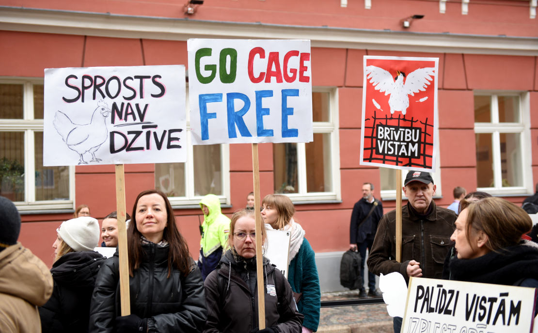 Pie Saeimas dzīvnieku aizsardzības organizācija "Dzīvnieku brīvība" rīko piketu, aicinot deputātus atkārtoti iesniegt un virzīt likumprojektu par aizliegumu turēt dējējvistas industriālajos sprostos Latvijā.