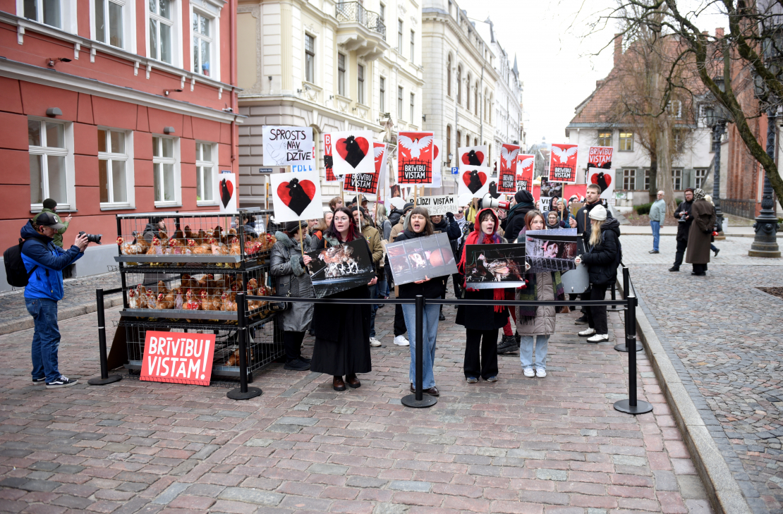 Pie Saeimas dzīvnieku aizsardzības organizācija "Dzīvnieku brīvība" rīko piketu, aicinot deputātus atkārtoti iesniegt un virzīt likumprojektu par aizliegumu turēt dējējvistas industriālajos sprostos Latvijā.