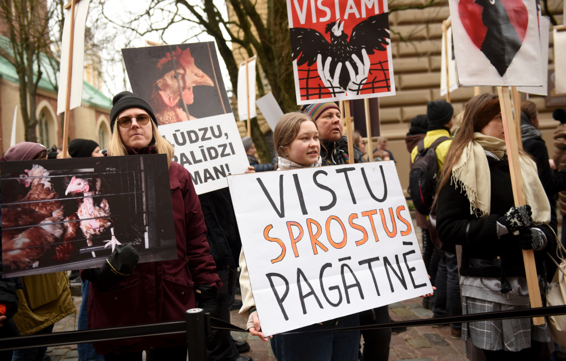 Pie Saeimas dzīvnieku aizsardzības organizācija "Dzīvnieku brīvība" rīko piketu, aicinot deputātus atkārtoti iesniegt un virzīt likumprojektu par aizliegumu turēt dējējvistas industriālajos sprostos Latvijā.