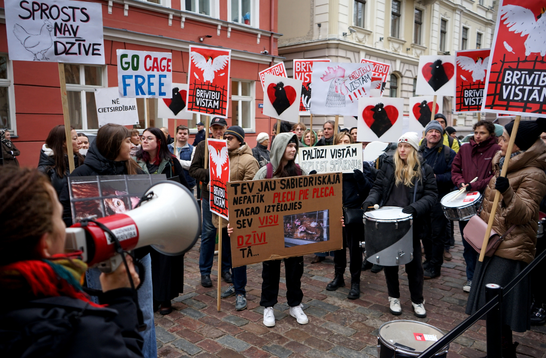Pie Saeimas dzīvnieku aizsardzības organizācija "Dzīvnieku brīvība" rīko piketu, aicinot deputātus atkārtoti iesniegt un virzīt likumprojektu par aizliegumu turēt dējējvistas industriālajos sprostos Latvijā.