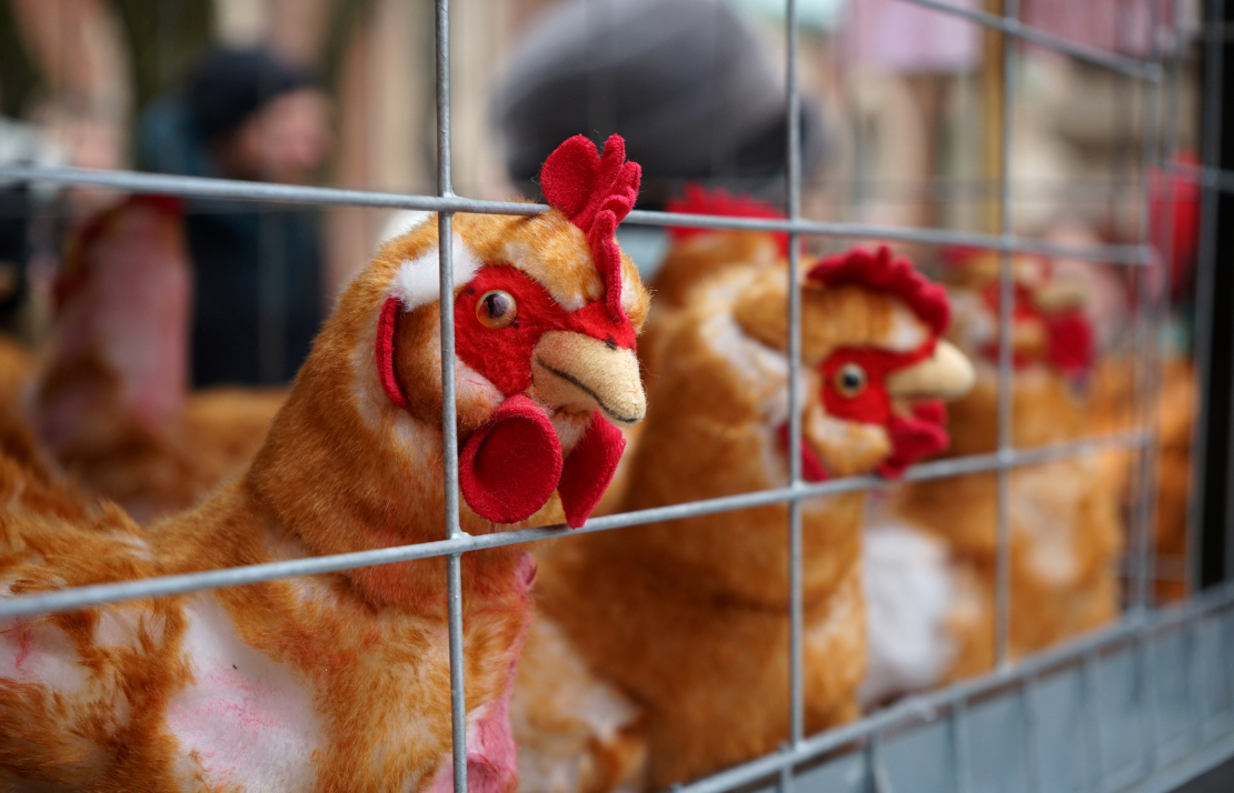 Pie Saeimas dzīvnieku aizsardzības organizācija "Dzīvnieku brīvība" rīko piketu, aicinot deputātus atkārtoti iesniegt un virzīt likumprojektu par aizliegumu turēt dējējvistas industriālajos sprostos Latvijā.