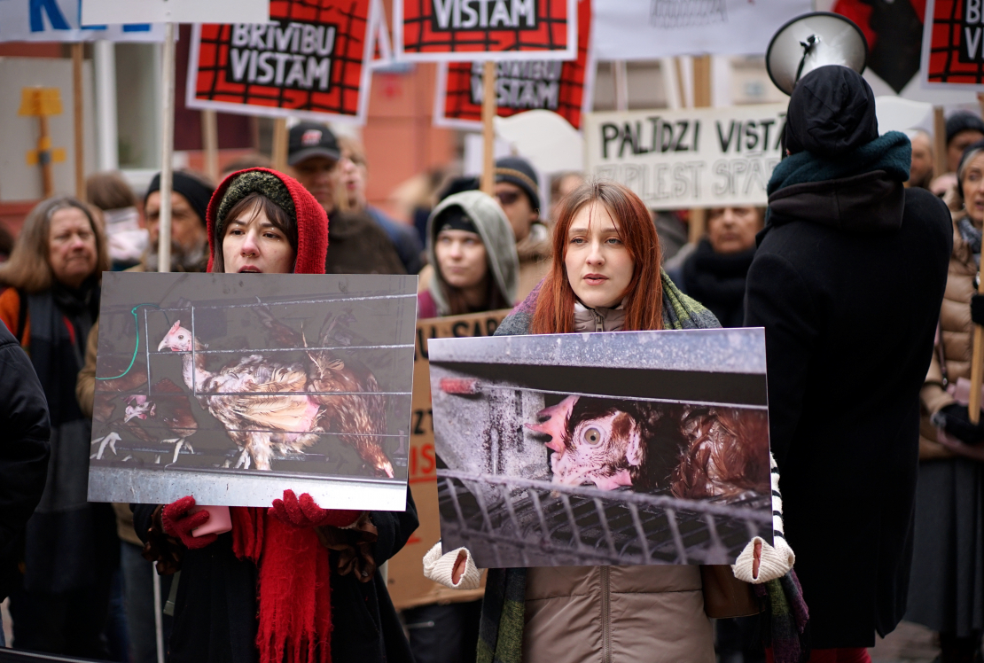 Pie Saeimas dzīvnieku aizsardzības organizācija "Dzīvnieku brīvība" rīko piketu, aicinot deputātus atkārtoti iesniegt un virzīt likumprojektu par aizliegumu turēt dējējvistas industriālajos sprostos Latvijā.