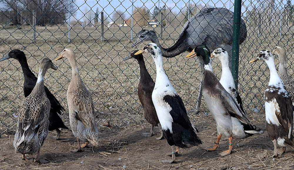 Raibajā Annas Astičas mājputnu saimē ir gan nandu strausi, gan arī pudeļpīles. Spānijas gliemeži dārzā un sētā nav manīti, tik lielie melnīgie kailgliemeži – tos tāpat kā parastos pīles ēd gardu muti.