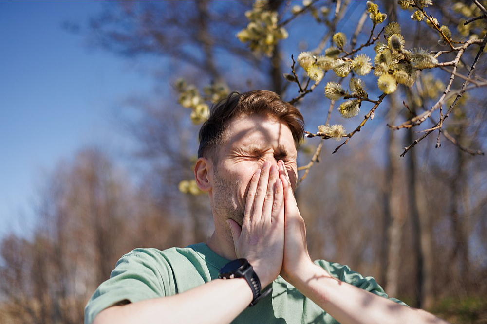 Koku ziedputekšņi pavasarī ir ļoti spēcīgi alergēni.