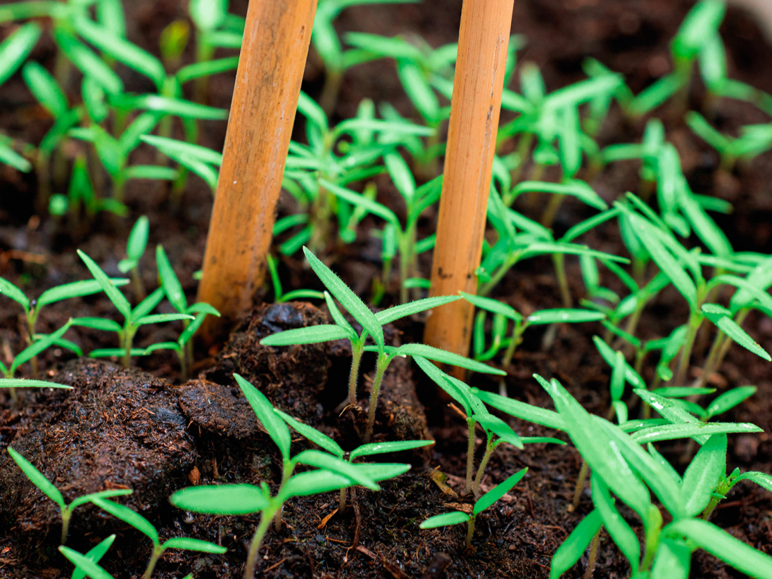 Sējumu izcilā ar irbulīšiem, lai jaunajiem audziņiem nenorautu saknīti.