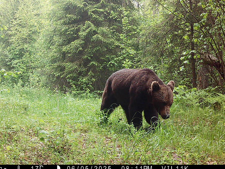 Slēpņu kamerās iegūts fotoattēls.