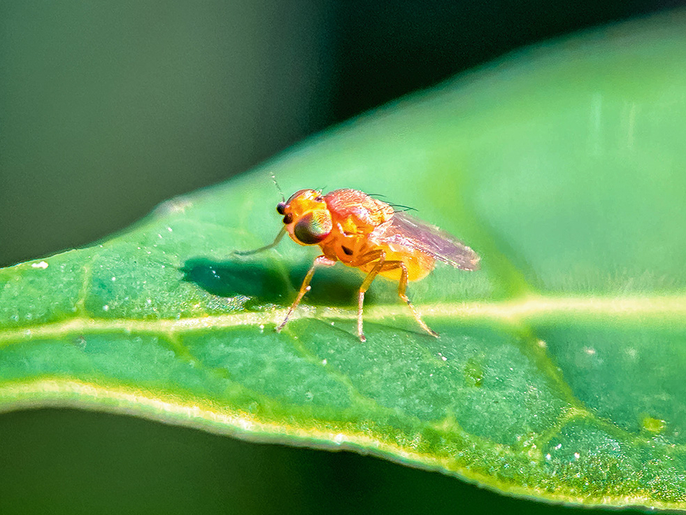 Trihogrammu dzīves ilgums ir 10–11 dienu, pēc tam darbu turpina nākamā paaudze.