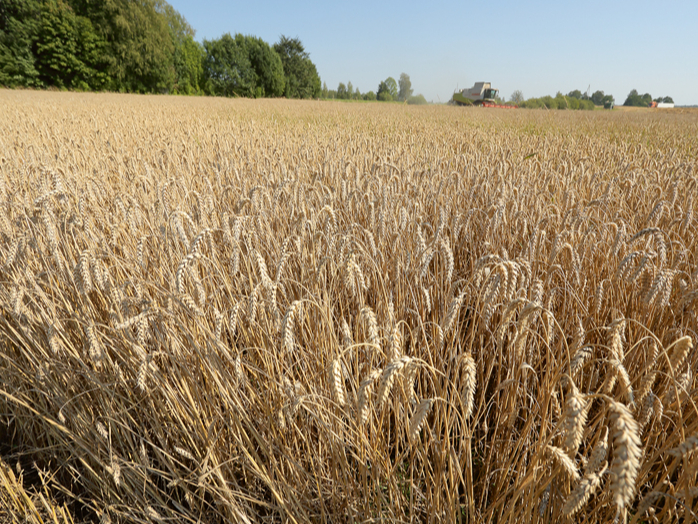 Eksperti ir vienisprātis – lai sasniegtu stabilu un rentablu ražu, vispirms labi jāiepazīst savi lauki un sistemātiski jārisina gan augsnes, gan saimniecības pārvaldības jautājumi. Attēlā: ziemas kviešu šķirne 'Achim'.