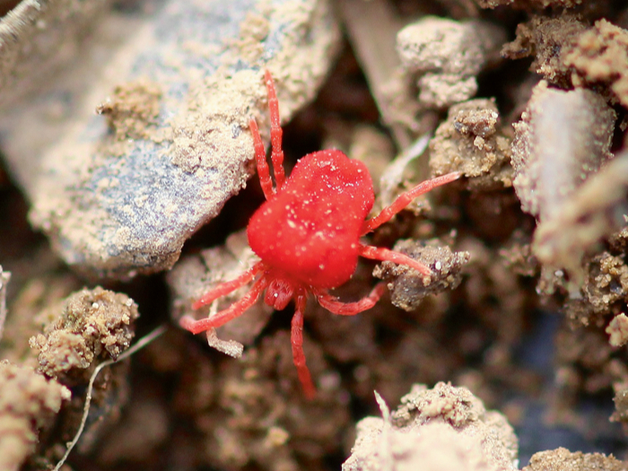 Augsnē var dzīvot piecas tonnas slieku, piecas tonnas baktēriju, sēņu, daudzkāju, ērču, to skaitā arī samtērce, kas ir ierasts mūsu augšņu iemītnieks.