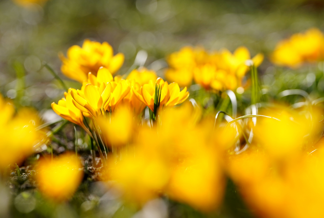 Krokusi Uzvaras parkā. Pavasaris.