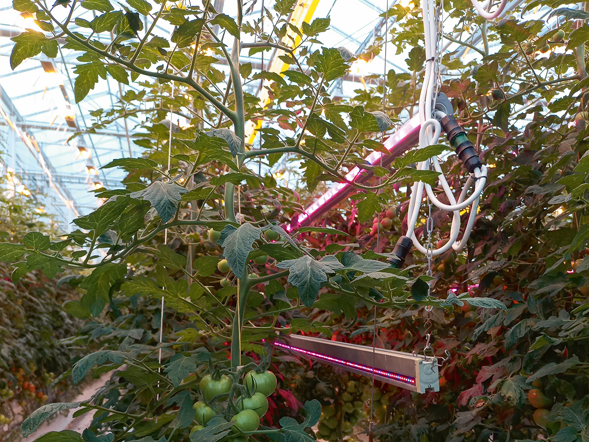 Mazāk slāpekļa nozīmē ģeneratīvāku, spēcīgāku augu, kas vairāk cukuru novirza augļiem.