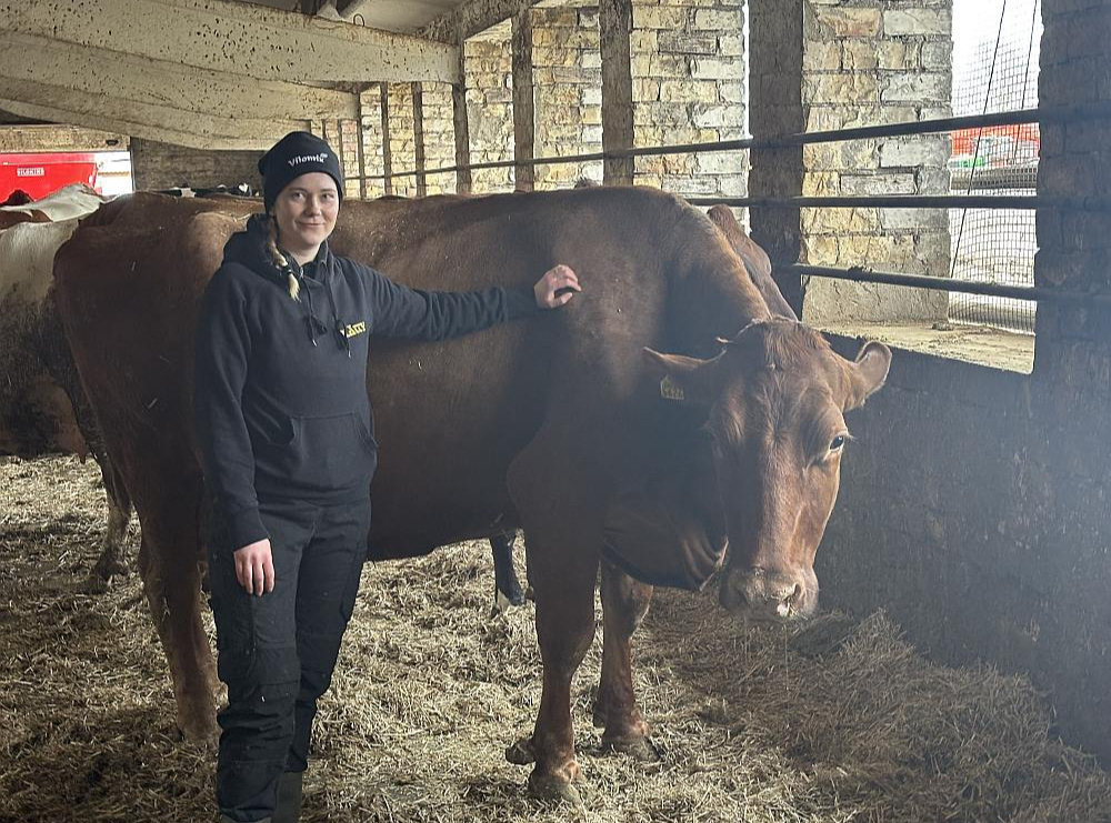 SIA "Kalnāji" ciltsdarba zootehniķe Amanda Trule uzsver – Blūze (attēlā) ir saņēmusi tādu pašu aprūpi kā citas govis, tāpēc tās labā veselība un augstais izslaukuma rādītājs patīkami pārsteidz.