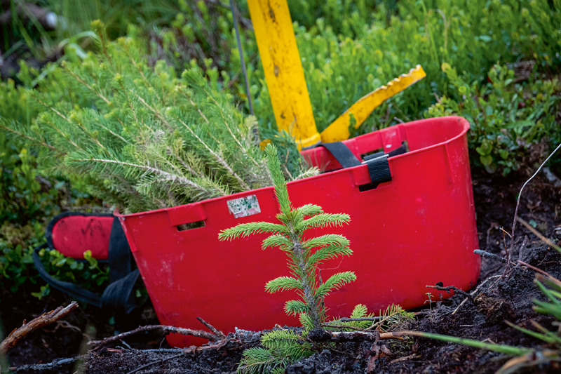 Pirms iegādājas stādus kokaudzētavā, jāzina, kura reģiona stādmateriāla izcelsme nepieciešama, jo Latvijas dienvidos vai rietumos izaudzētie stādi ne vienmēr derēs Vidzemes un Latgales laukiem un mežiem.
