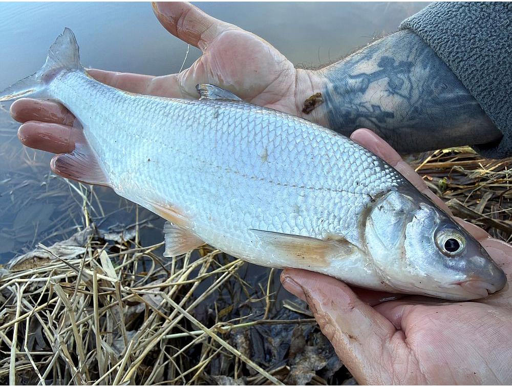 Abavas sudrabotā vimba.