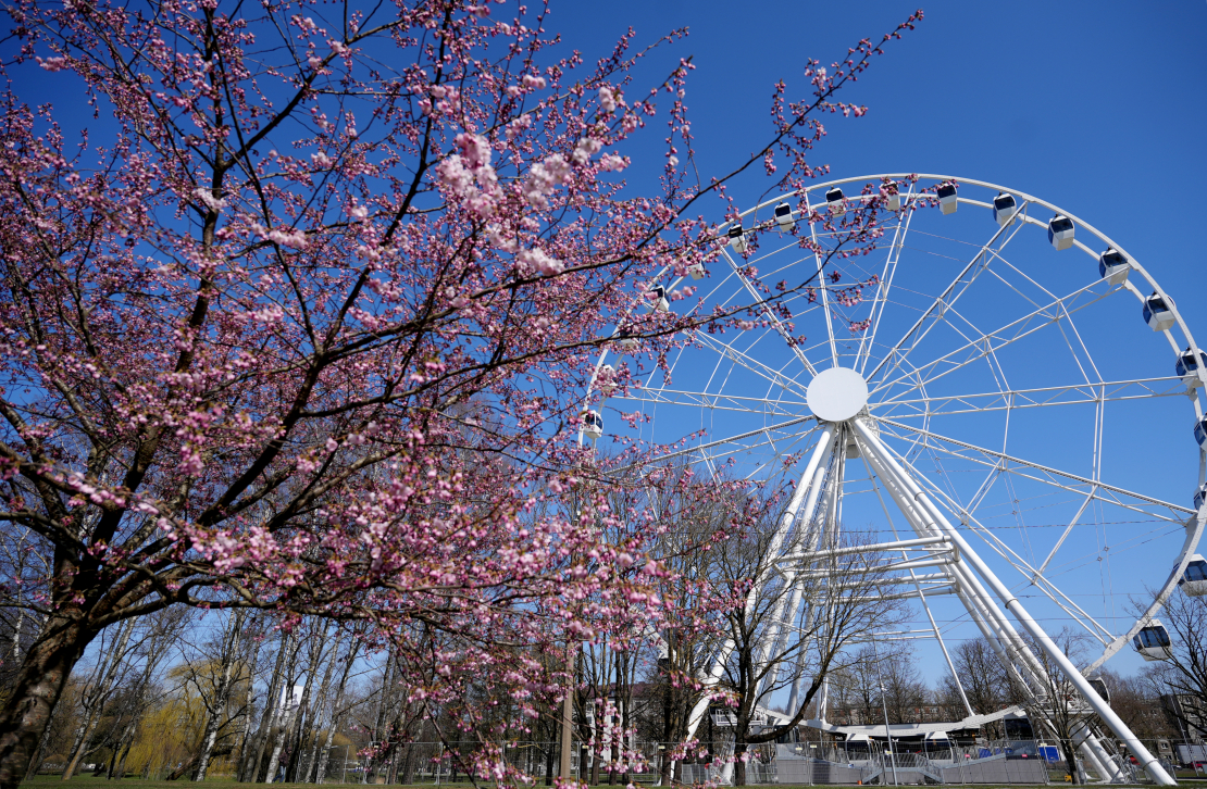 Ziedošas sakuras un Rīgas panorāmas rats pavasarī.