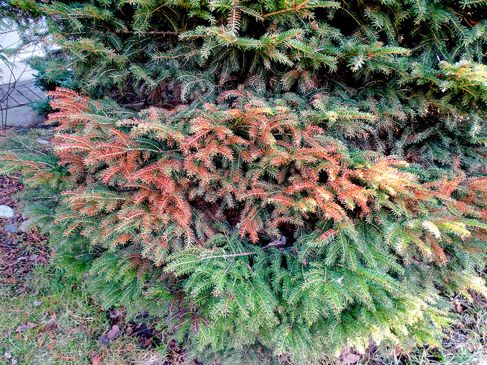 Visizteiktāk saules apdegumi veidojas tieši virs sniega līnijas, kur skujas pakļautas gan tiešajiem, gan atstarotajiem saules stariem.