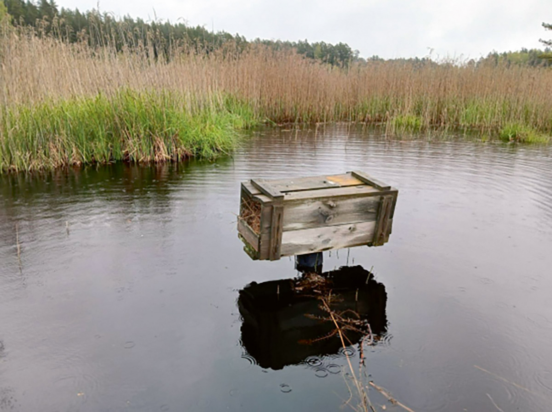 Bebra darbības rezultātā mākslīgā ligzdvieta kļuvusi pieejama Amerikas ūdelei.
