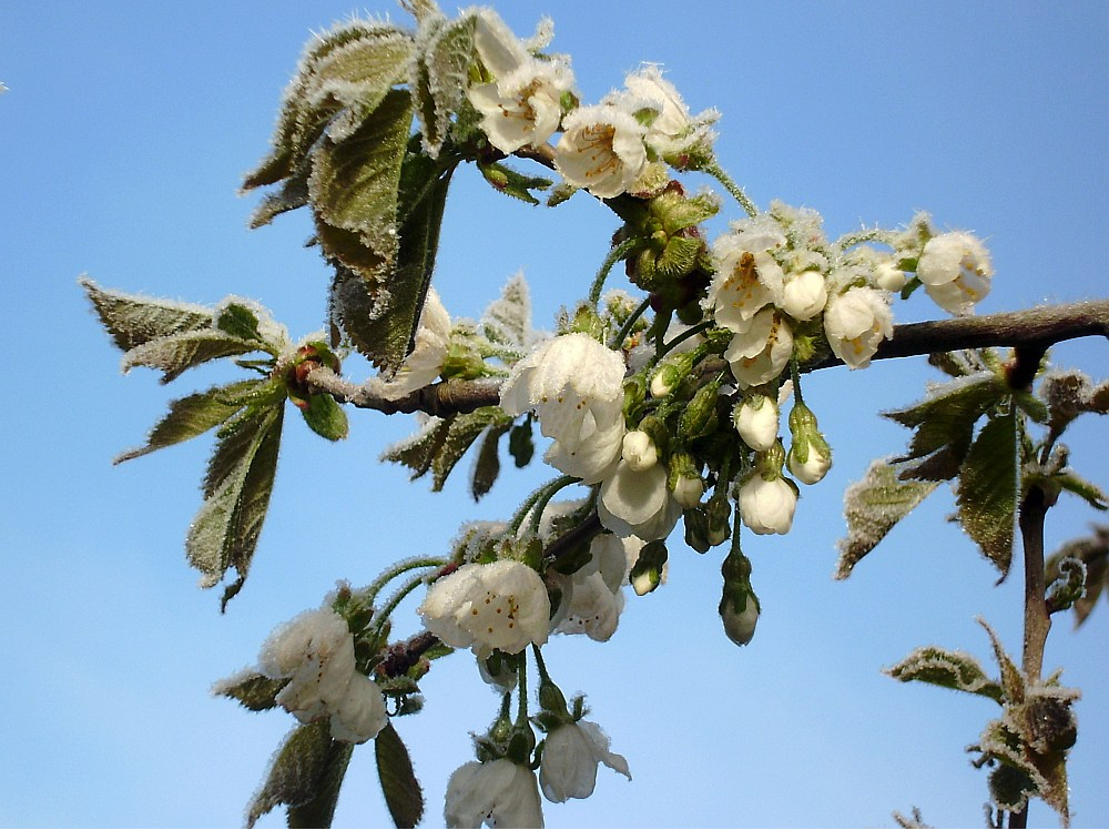 Lai gan pērn apdrošināšanas atbalsta likme augļkopības, ogulāju un dārzeņu platībām tika ievērojami palielināta, nozare vērtē, ka būtiskākos riskus, piemēram, pavasara salnu postījumus,