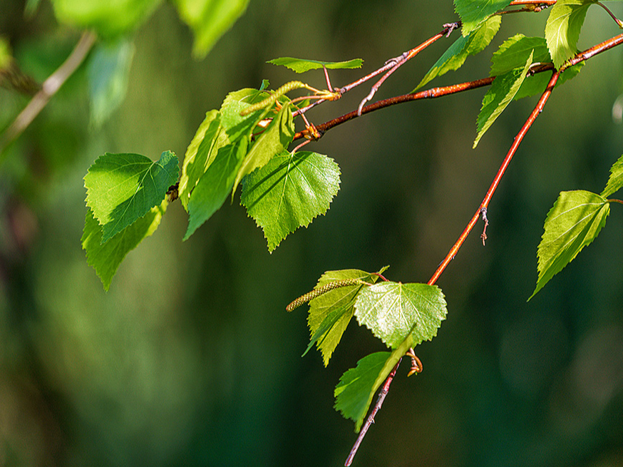 Bērza jaunās lapiņas.